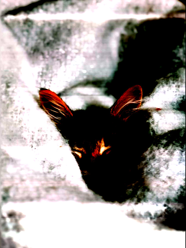 A distorted form of the above, any shadows in the blanket have been made completely black, and you cannot make out any detail in the cat’s face.