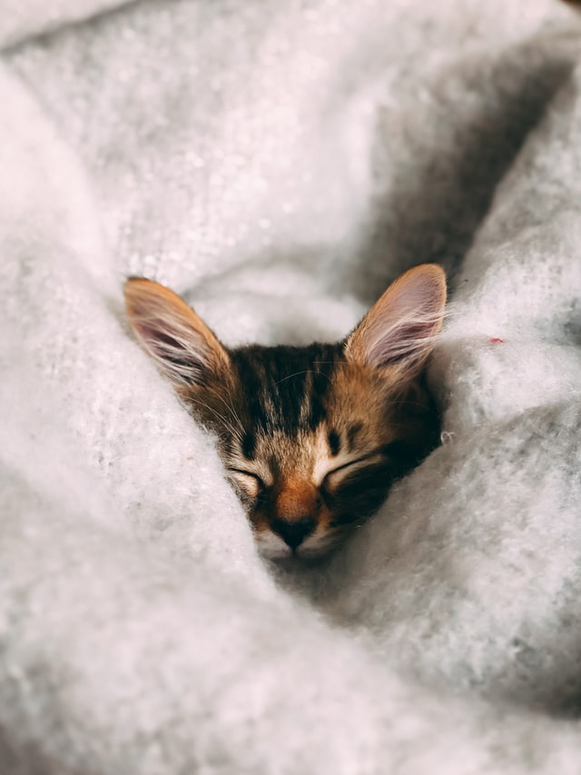 A cute cat with their eyes closed in a blanket. You can only see their head.