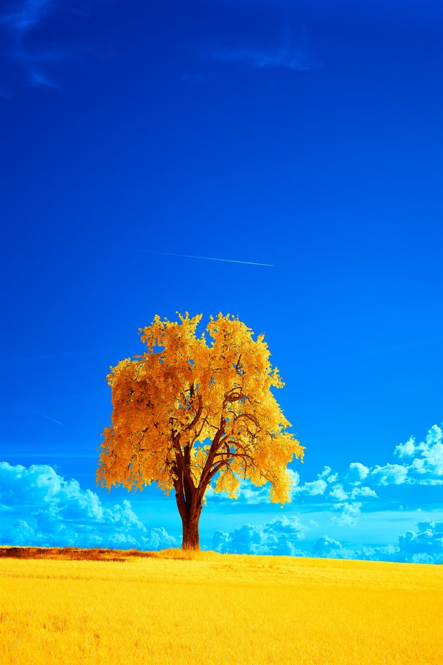 A tree with yellow leaves in a yellow grassy field. There’s a deep blue sky, with clouds near the horizon