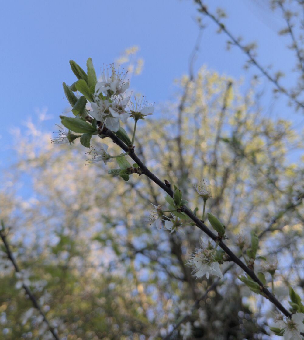 A close up tree branch with white flowers, with another tree out of focus in the background