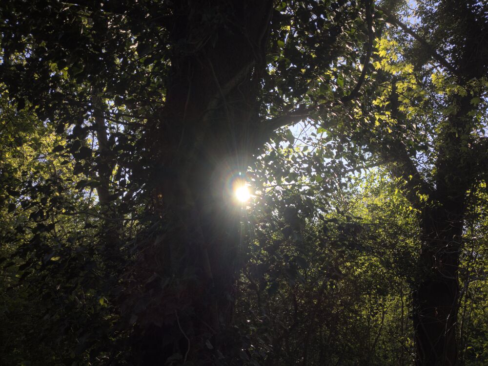 Looking directly at a low-down sun shining through some trees, with some camera glare