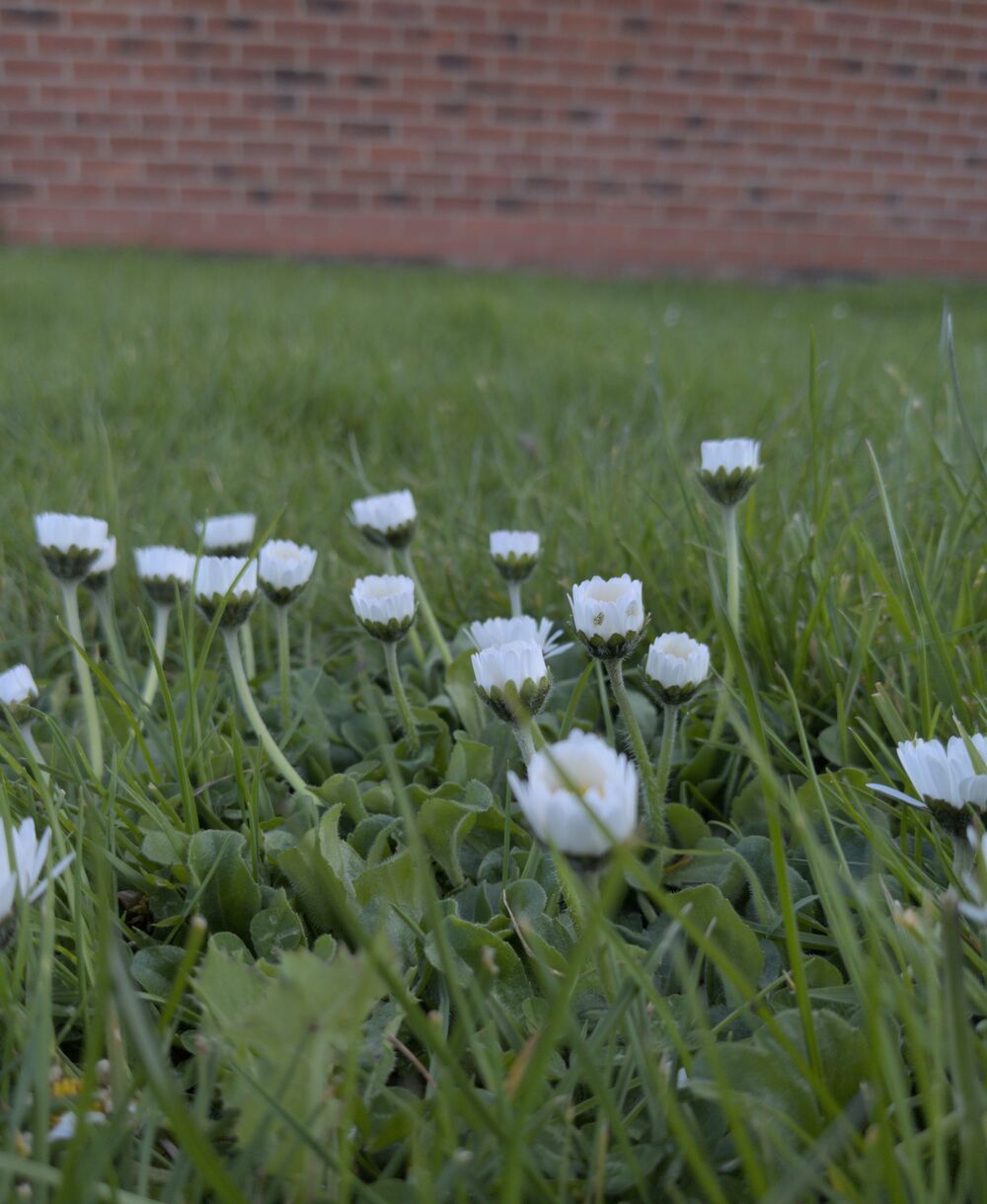 A low down shot of some small white flowers growing in some grass, with a brick wall in the background