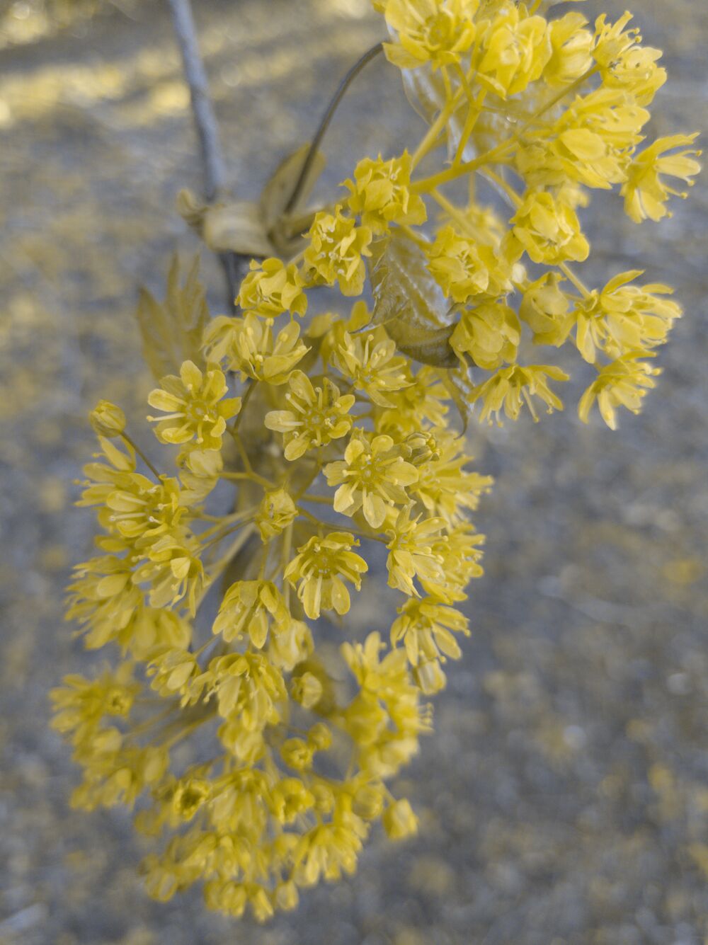 Looking down on a cluster of yellow flowers on a tree branch