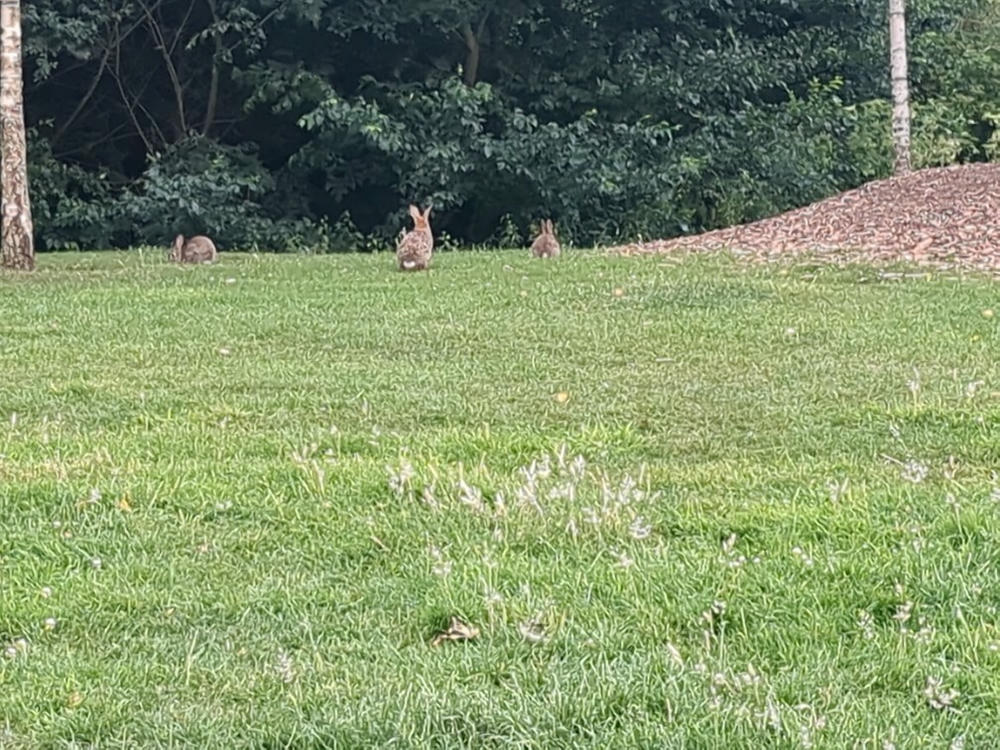 some bunnies in the grass